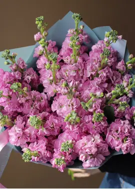Bouquet of pink mattiolla