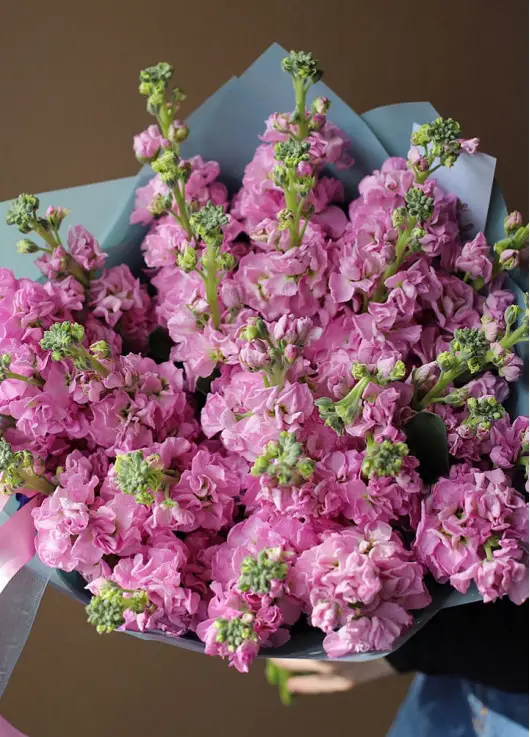Bouquet of pink mattiolla