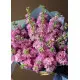 Bouquet of pink mattiolla