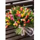 Rainbow spring 101 tulips