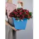Alstroemeria in a handbag Alstroemeria in a handbag
