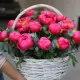 Bright basket of peonies Dnipro