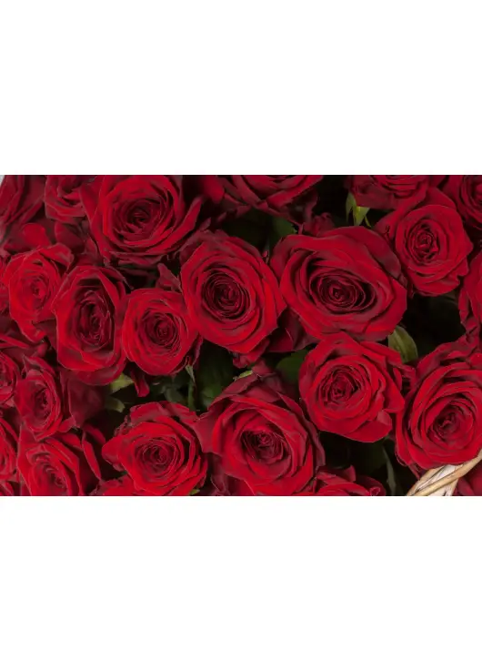 51 red roses in a basket Surprise 