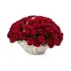 Red and white roses in a basket Red and white roses in a basket