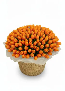 201 orange tulips in a luxury wicker basket