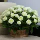 White roses in a basket