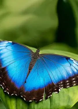 Exotic butterfly "Morphida"