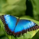 Exotic butterfly "Morphida"