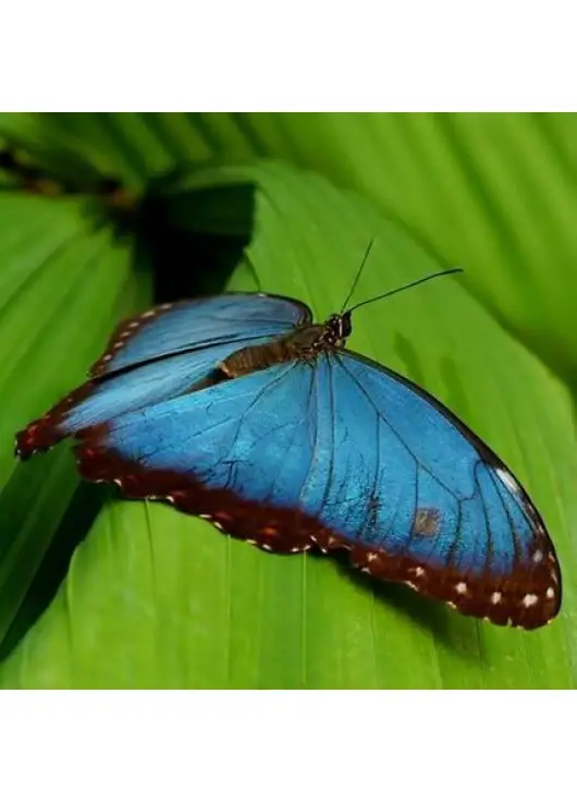 Exotic butterfly "Morphida"