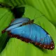 Exotic butterfly "Morphida"