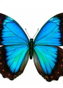 Exotic butterfly "Morphida"