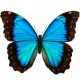 Exotic butterfly "Morphida"