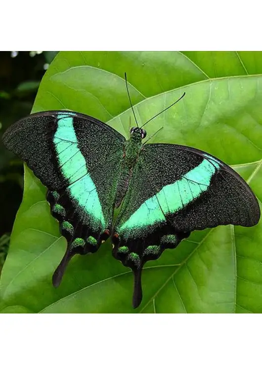 Exotic butterfly "Peacock"