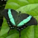 Exotic butterfly "Peacock"