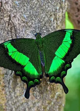 Exotic butterfly "Peacock"