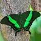 Exotic butterfly "Peacock"