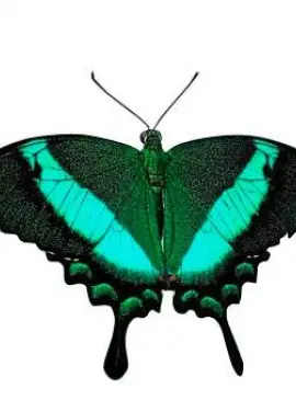 Exotic butterfly "Peacock"