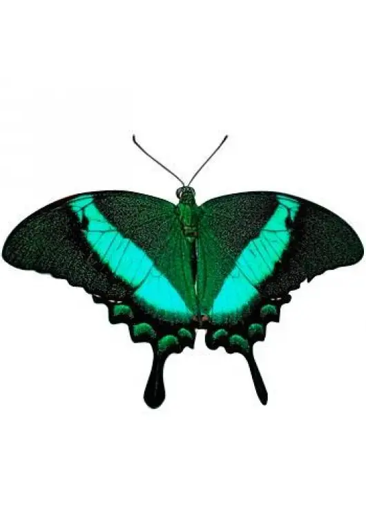 Exotic butterfly "Peacock"