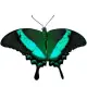 Exotic butterfly "Peacock"