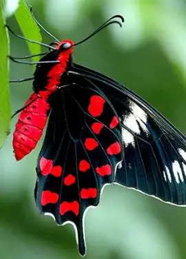 Exotic butterfly "Black rose"