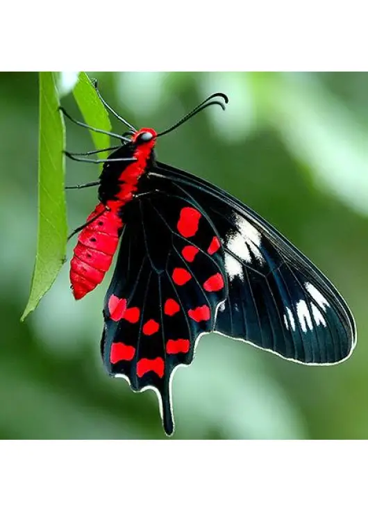 Exotic butterfly "Black rose"