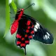 Exotic butterfly "Black rose"