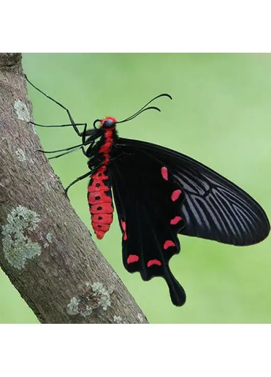 Exotic butterfly "Black rose"