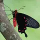 Exotic butterfly "Black rose"
