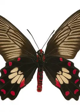 Exotic butterfly "Black rose"