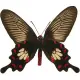 Exotic butterfly "Black rose"