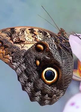 Butterfly Kaligo