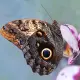Butterfly Kaligo