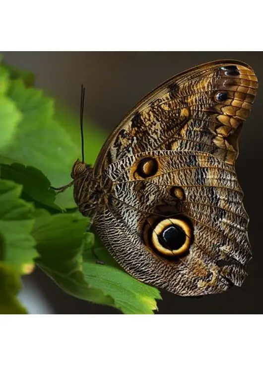 Butterfly Kaligo