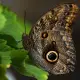 Butterfly Kaligo