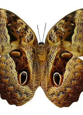 Butterfly Kaligo