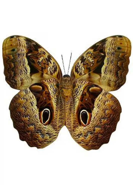 Butterfly Kaligo