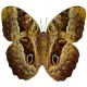 Butterfly Kaligo