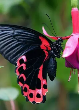 Exotic butterfly "Red Mormon"