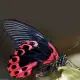Exotic butterfly "Red Mormon"