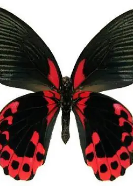 Exotic butterfly "Red Mormon"
