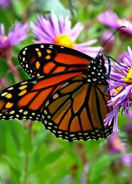 Butterfly Monarch