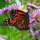 Butterfly Monarch