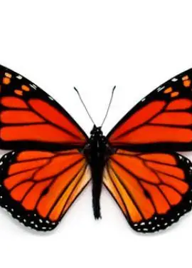 Butterfly Monarch