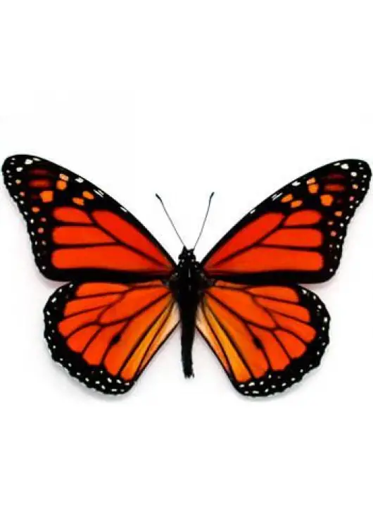 Butterfly Monarch