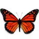 Butterfly Monarch