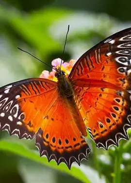 Exotic butterfly "Persia"