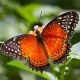 Exotic butterfly "Persia"