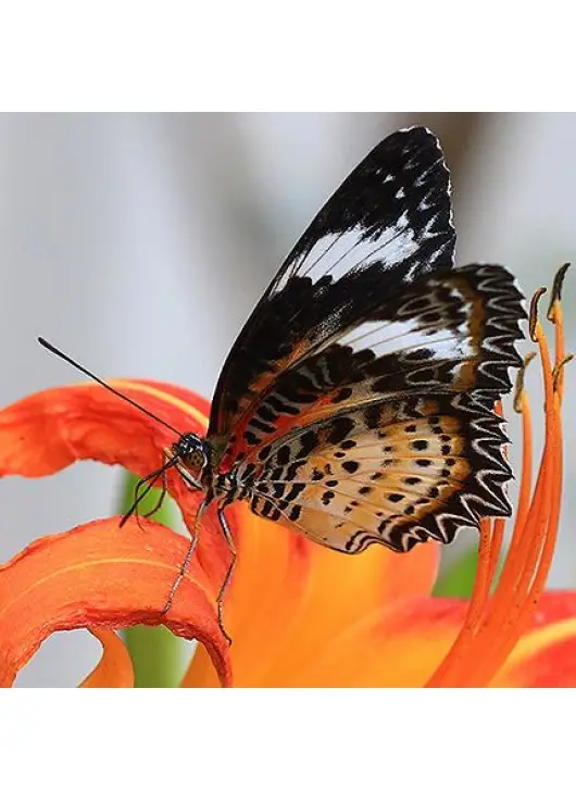 Exotic butterfly "Persia"
