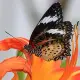 Exotic butterfly "Persia"