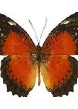 Exotic butterfly "Persia"